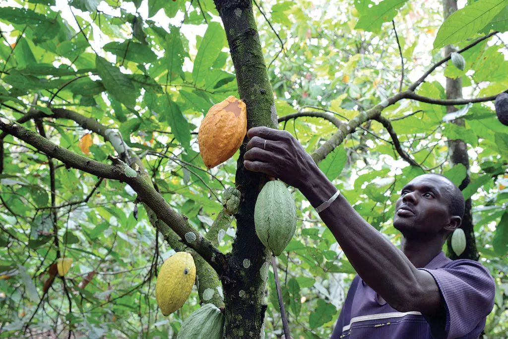 Les Différences Entre le Cacao Naturel et le Cacao Alcalinisé : Que Choisir ?